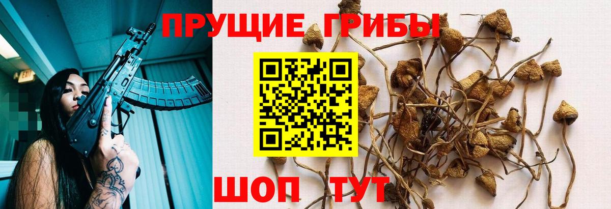 Псилоцибиновые грибы Psilocybine cubensis  Галлюциногенные грибы Psilocybe  Кимры  Вход с VPN 